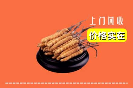 梅州市大埔回收冬虫夏草
